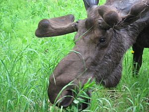 Bull moose close up feeding on fireweed