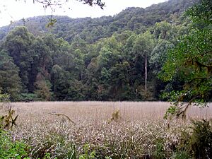 Burraga Swamp Barrington Tops
