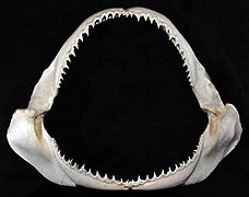 Carcharhinus brachyurus jaws