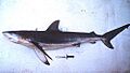 Carcharhinus obscurus