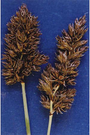 Carexsimulata.jpg