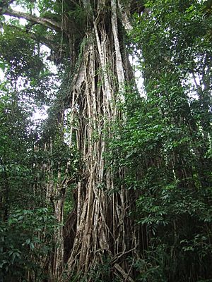Cathedral Fig tree, Atherton Tablelands