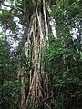 Cathedral Fig tree, Atherton Tablelands