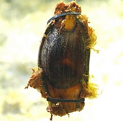 Chiloscyllium punctatum egg sunshine international