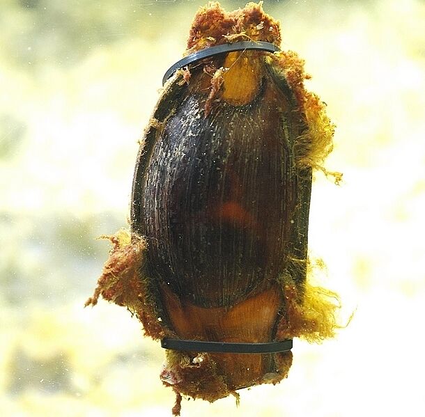 Chiloscyllium punctatum egg sunshine international