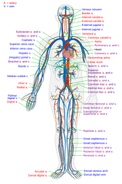 pulmonary circulation diagram for kids