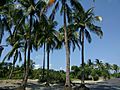 Coconut garden Saint Martins Island