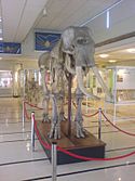 Cole Museum of Zoology Elephant Skeleton.JPG