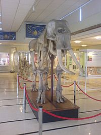 Cole Museum of Zoology Elephant Skeleton.JPG