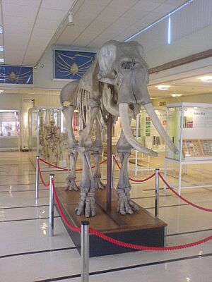 Cole Museum of Zoology Elephant Skeleton