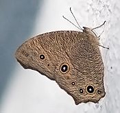 Common evening brown