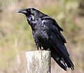 Common raven by David Hofmann