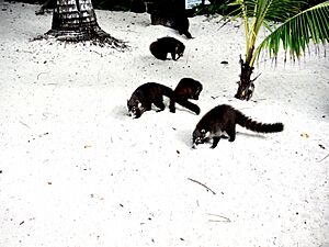 Cozumel Island Coati Family at Fury Beach, Mexico