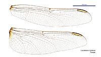 Crocothemis nigrifrons female wings (34928006461)