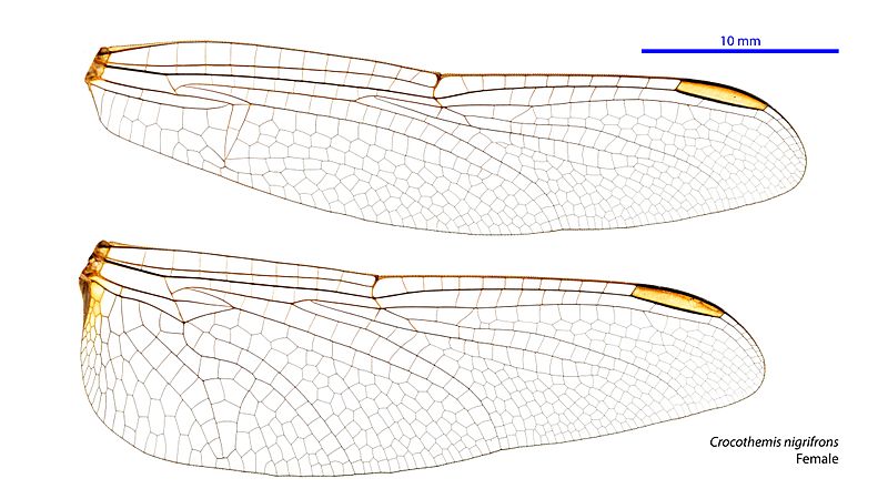 Crocothemis nigrifrons female wings (34928006461)