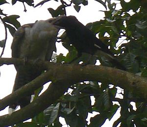 Cuckoo being fed by pied currawong