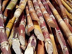 Cut sugarcane.jpg