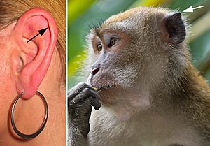 Darwin-s-tubercle