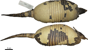 Dasypus mazzai - Feijo et al 2018 holotype.tif