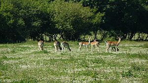 Deer grazing at Knepp Wildland