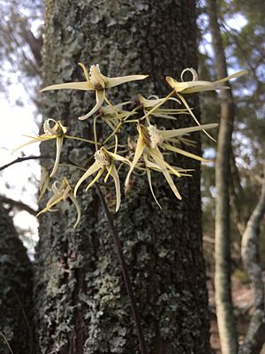 Dendrobium teretifolium.jpg