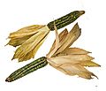 Dent Corn 'Oaxacan Green' (Zea mays) MHNT 2