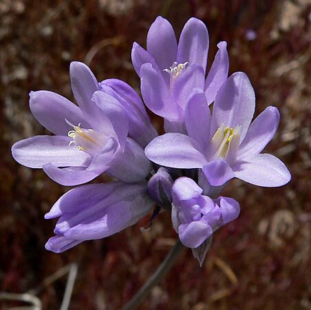 Dichelostemma capitatum 3