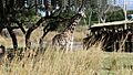 Disney's Animal Kingdom (Orlando) it looks like an african landscape (15818499911)