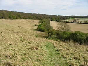 Down Wood and the route of the Stour Valley Walk - geograph.org.uk - 785957