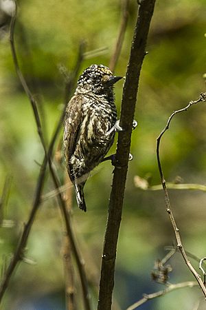 Ecuadorian Piculet - Ecuador S4E9348.jpg