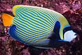 Emperor Angelfish, Western form - Pomacanthus imperator 1