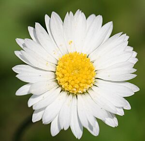 English Daisy (Bellis Perennis)