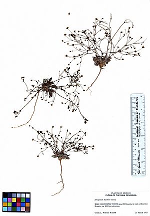 Eriogonum thurberi (6019149964).jpg
