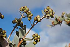 Eucalyptus gillii fruit