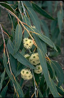 Eucalyptus luehmanniana flowers