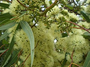 Eucalyptus wandoo 2c