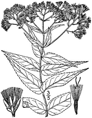 Eupatorium sessilifolium drawing 01.png