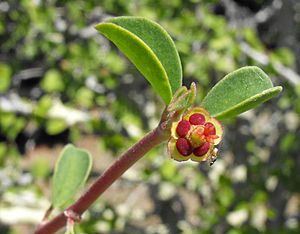 Euphorbiamisera.jpg