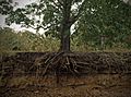 Exposed mango tree roots