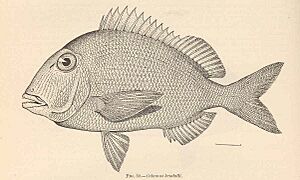 FMIB 38067 Calamus kendalli Evermann & Marsh 'Pluma'.jpeg