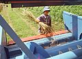 Feeding Thinopyrum intermedium heads into the combine
