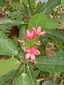 Flowers of Jatropha integerrima