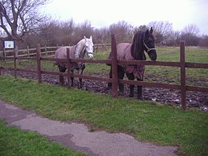 Fryent Country Park horses1