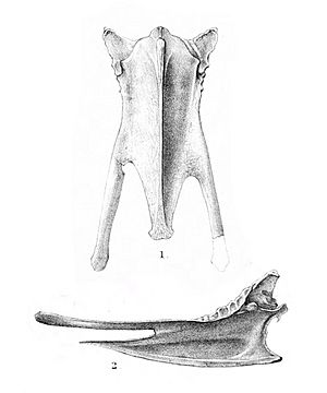 Fulica chathamensis 2 1896