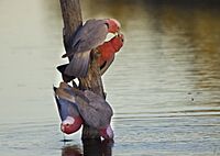 Galahs