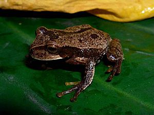 Gastrotheca argenteovirens01.jpeg