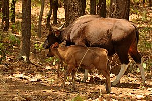 Gaur with calf