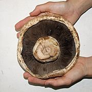 Giant mushroom underside