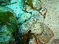 Glyptauchen panduratus Goblinfish P1021058