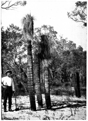 Grass Tree in Primer of Forestry Poole 1922